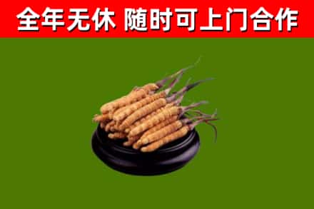 六安烟酒回收冬虫夏草.jpg